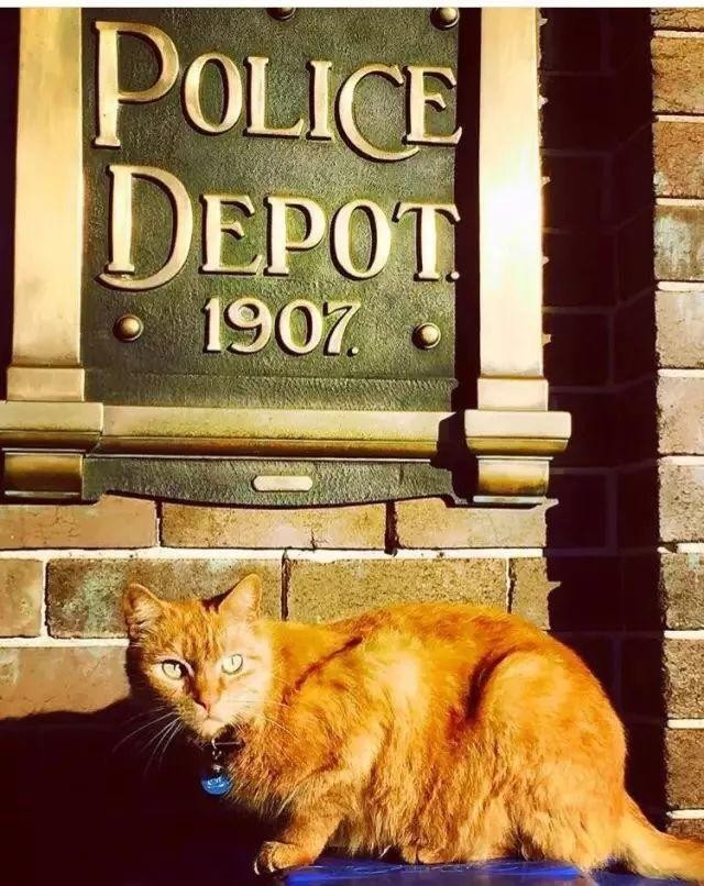 为什么只有警犬没有警猫难道猫比狗笨