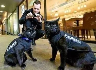 为什么只有警犬没有警猫难道猫比狗笨