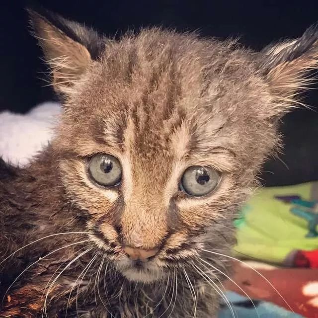 女子好心救起马路上的小猫带回家后邻居却劝她不能养