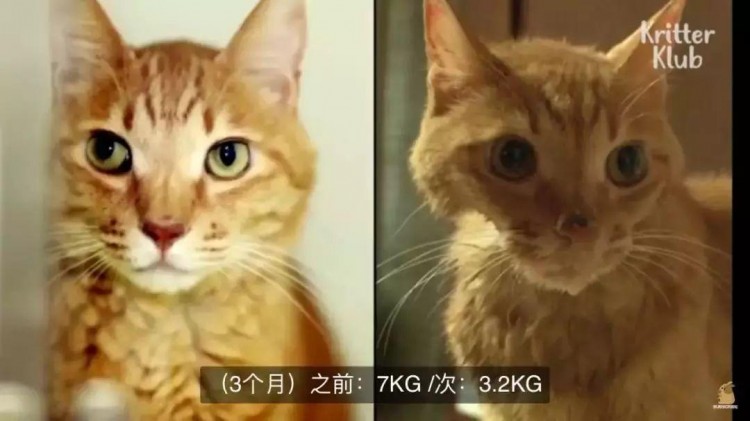 离别记|猫其实什么都懂