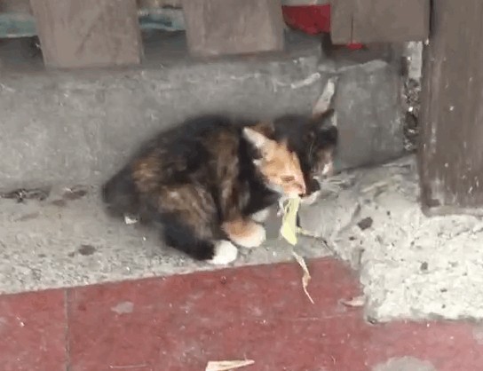 求你给我一碗水吧我太渴了40℃高温下流浪猫的自述···