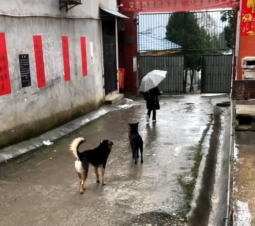 田园犬把送小主人送到学校，还等小主人摸摸它，暖心的举动