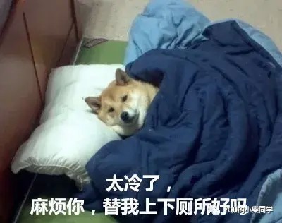 养柴犬到底是选公柴还是母柴