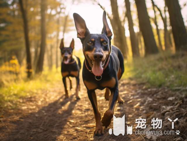 “大狗狗”中最爱运动的犬种，您家上榜了吗？